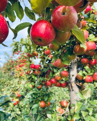 Apples, McIntosh - Trombly Gardens, LLC